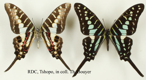 http://www.entomoafricana.org/graphium%20biokoenesis%20tshopo%20light.jpg